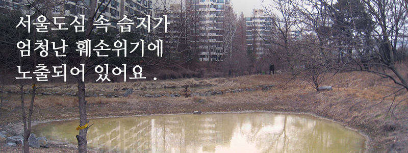 서울도심 속 습지가 엄청난 훼손위기에 노출되어 있어요.